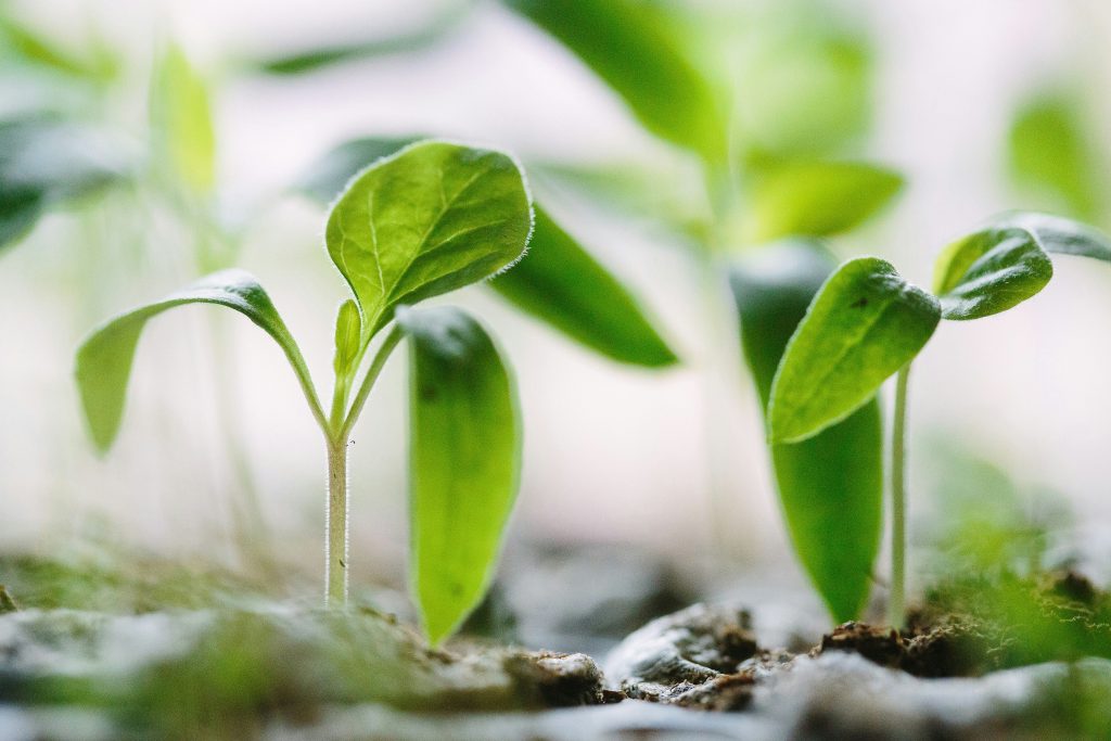 Image by Francesco Gallarotti, licensed by Unsplash, depicting two sprouts with green leaves